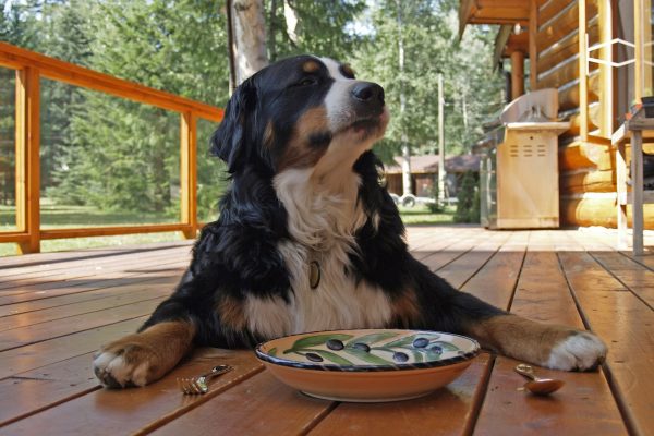 bernese mountain dog photo