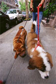 two dogs walking image